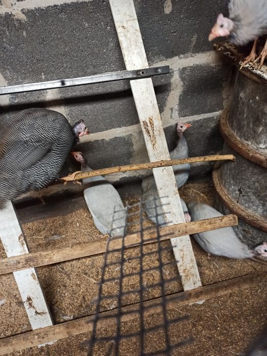 Perliczki samice i samce