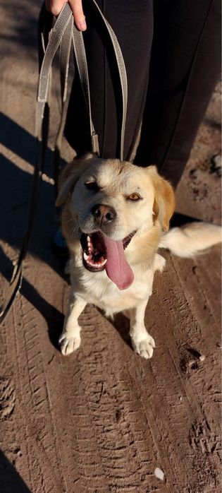 Mini retriever szuka domu – kocha ludzi i ruch