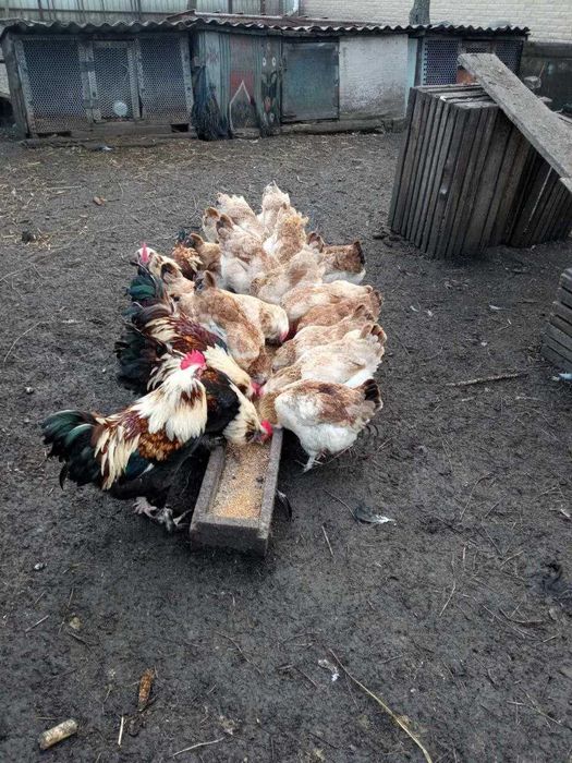 Яйца фаворель лососевый