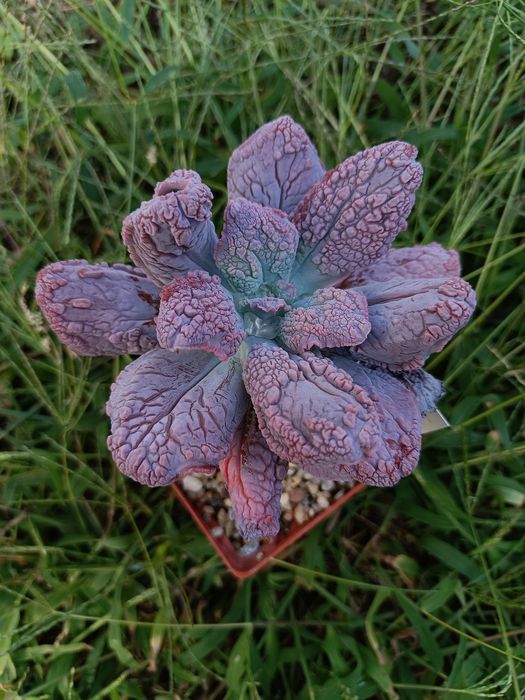 Echeveia "Sea Dragon" " Likac Frost"