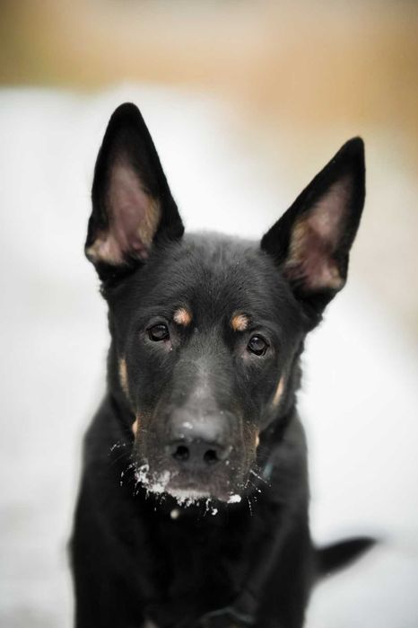 Frodo cudny psiak szuka domu