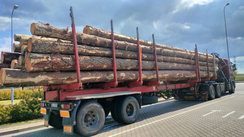 Sosna tartaczna dłużyca drewno kłoda drewno budowlane