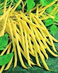 Fasola Szparagowa Golden Goal i Fruidor .Wysyłka.