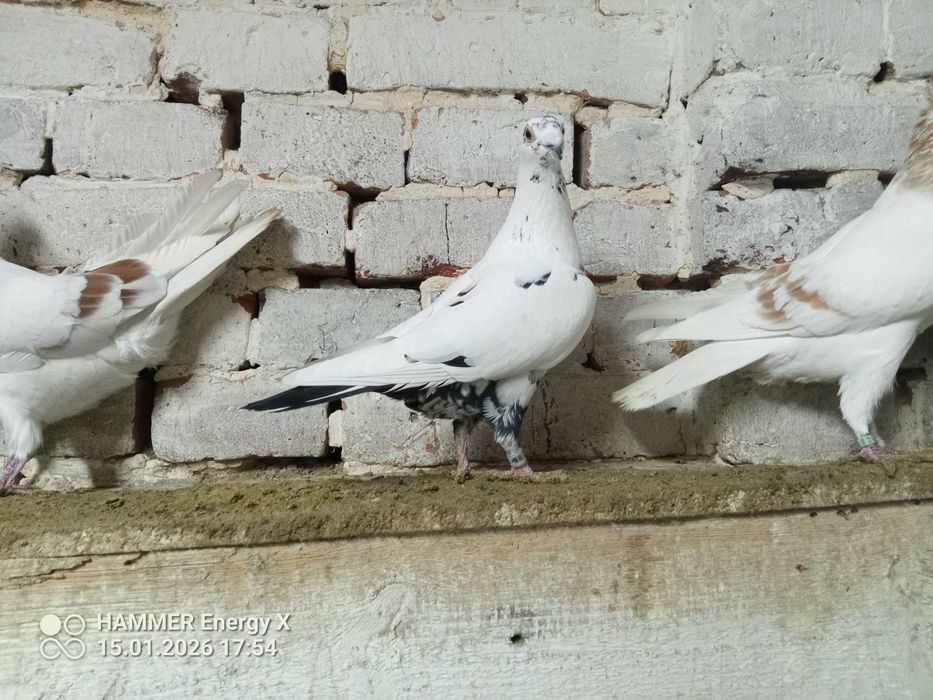 Tygrysy Garłacze, samiec