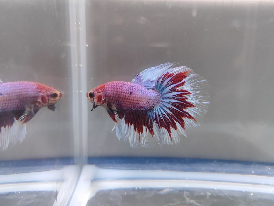 Bojownik wspaniały samiec