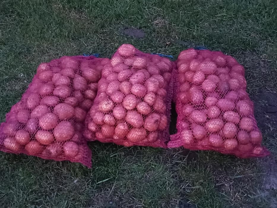 Ziemniaki BELLAROSA -bez chemii