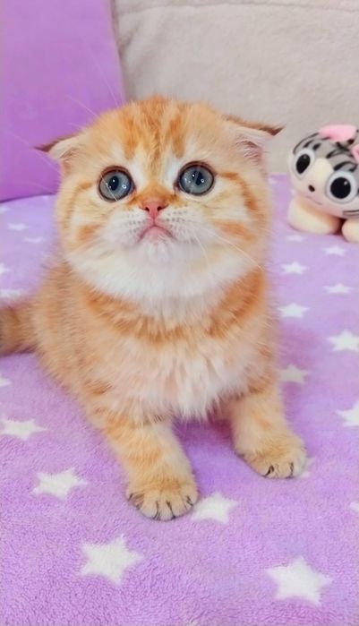 Красунечка шотландська дівчинка висловушка