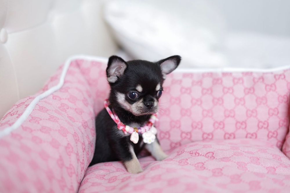 Mini dziewczynka chihuahua fci