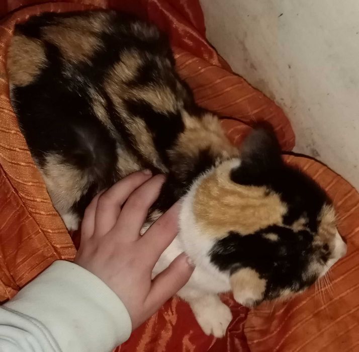 Gatinha para adoção