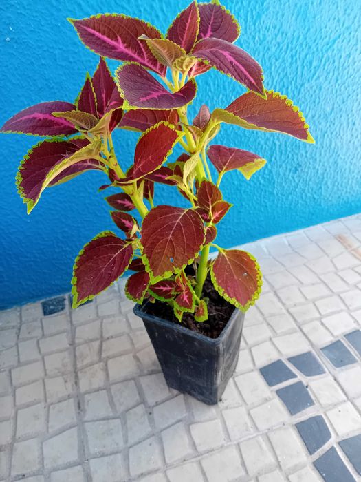 Coleus Solenostemon scutellarioides