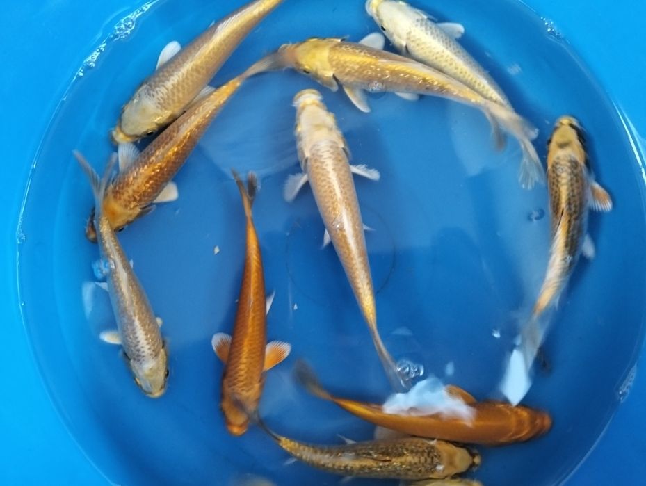 Carpas koi 12 a 14cm "promoção"