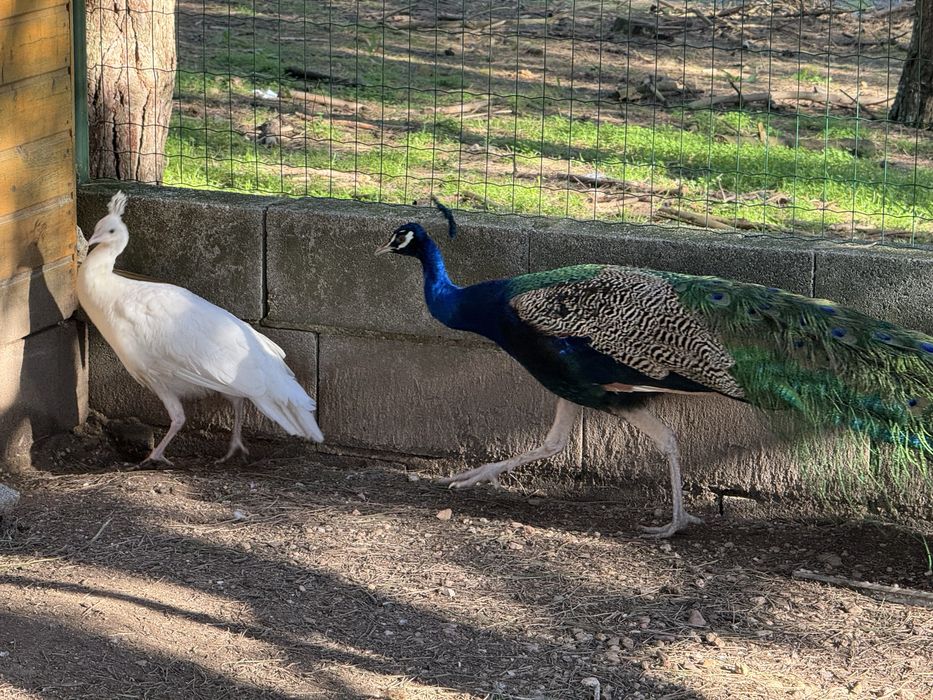 Pavões macho e fêmea
