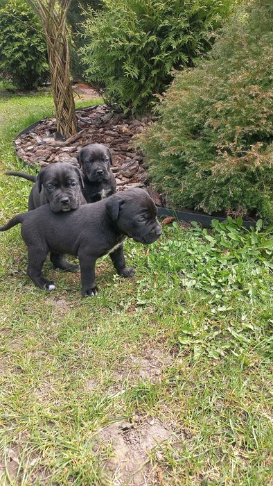 Цуцики Кане Корсо