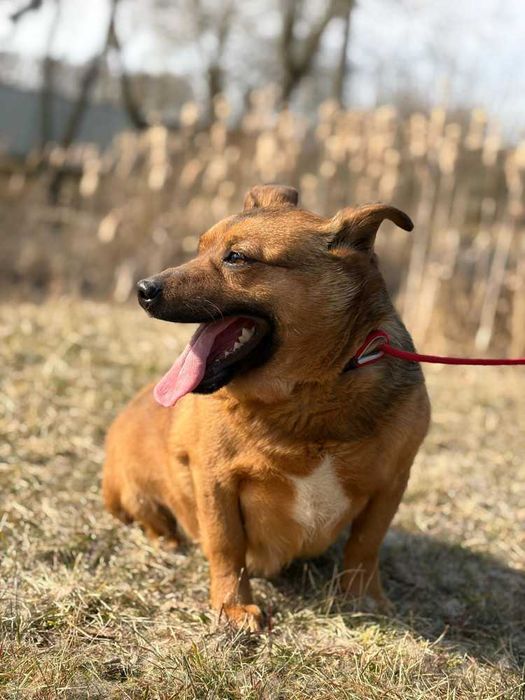 Antoś/Antałek 104996 do adopcji