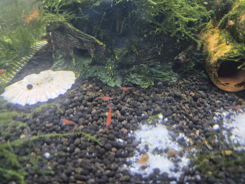 Camarões Red Cherry