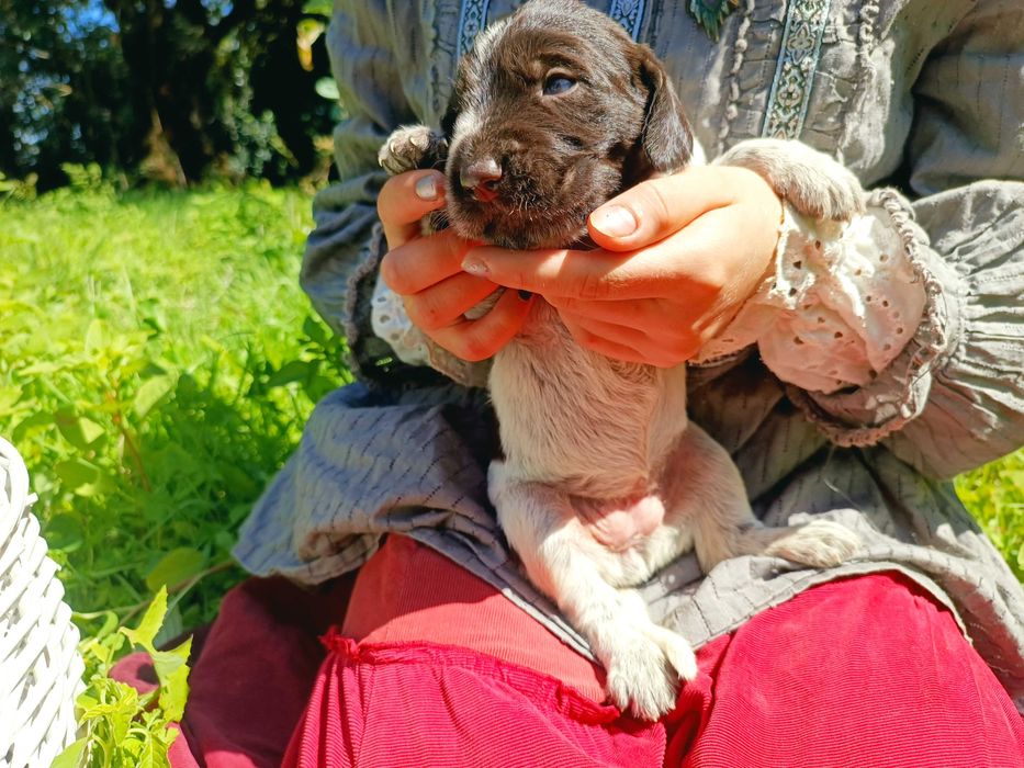 Cachorros Braco Alemão de Pêlo Cerdoso (Drahthaar) para doação – Soure