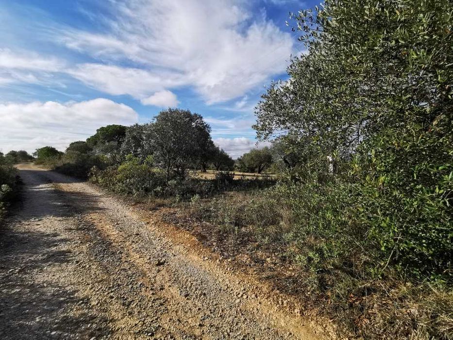 Terreno em Pedrogão 50 centimos o m2