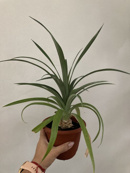 Ананас у вазонку