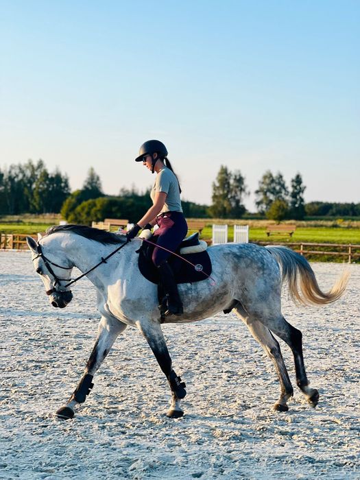 Wydzierżawię na jeden/dwa dni w tygodniu konia