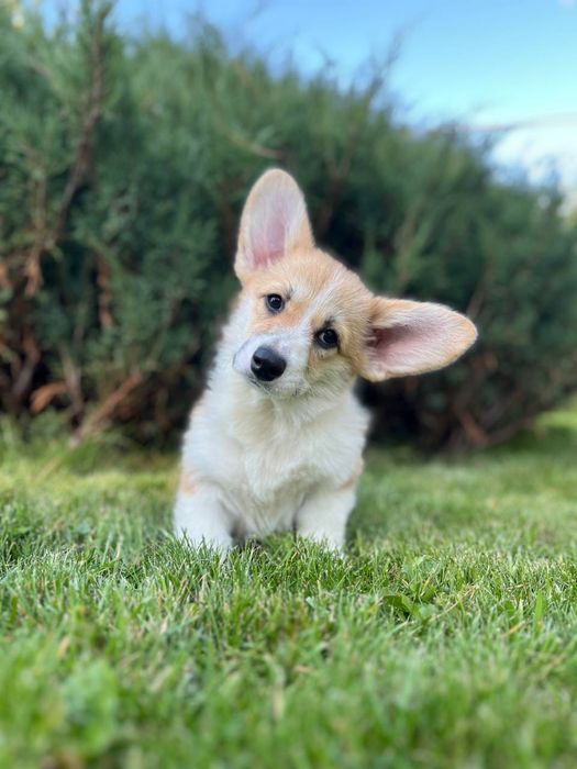 Вельш коргі пемброк