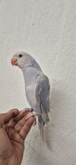 Ring nek violeta palido