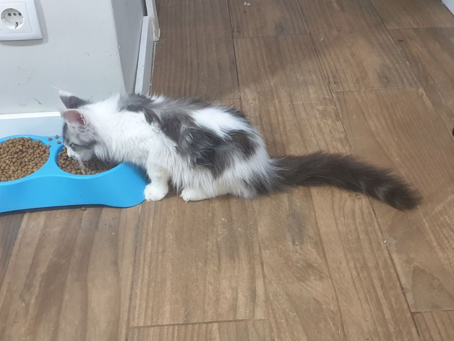 Fêmea maine coon com pedigree
