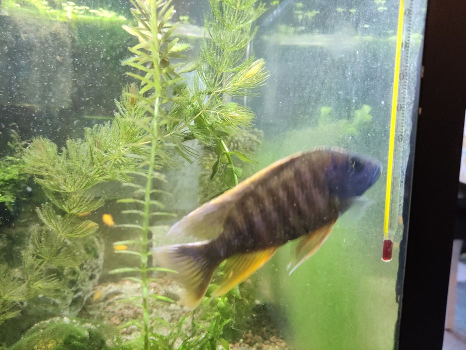 Ciclídeo Aulonocara