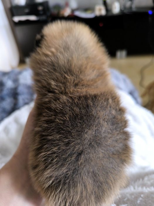 Spitz anão.Lulu da Pomerânia. Menino Mini com LOP e Afixo