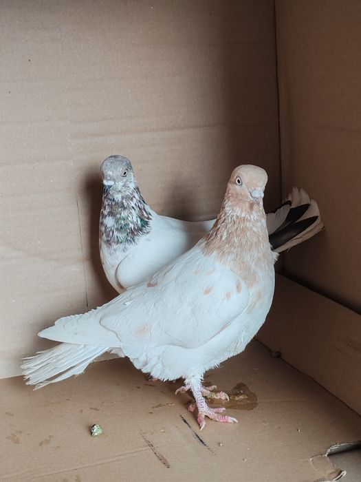 Budapeszt wysokolotny