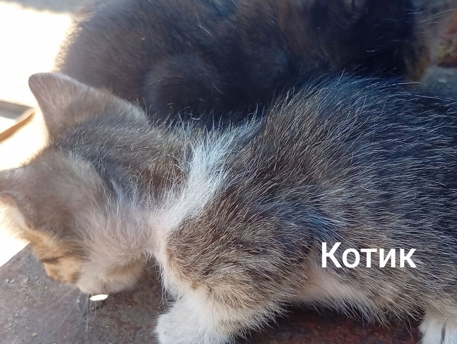 Віддам в добрі руки милих маленьких кошенят