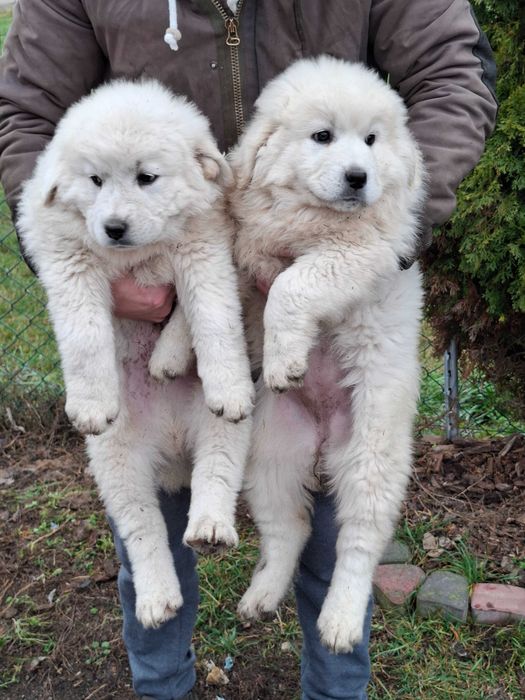 Polski Owczarek Podhalański Szczeniak o mocnej budowie