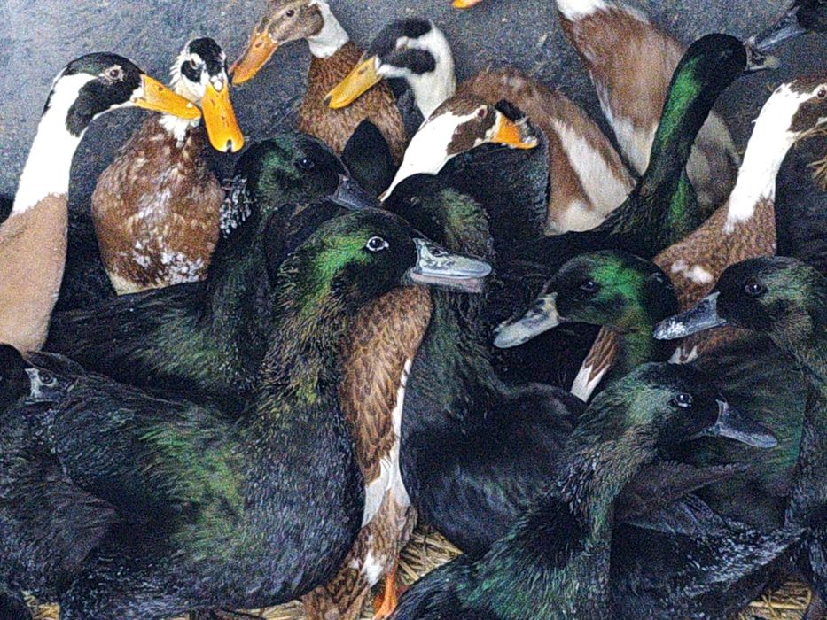 Kaczki biegusy indyjskie sarnie i cayuga