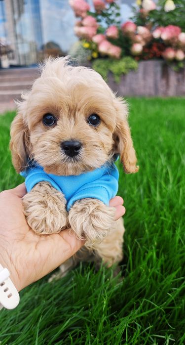 **Cavapoo**cudowny chłopiec!