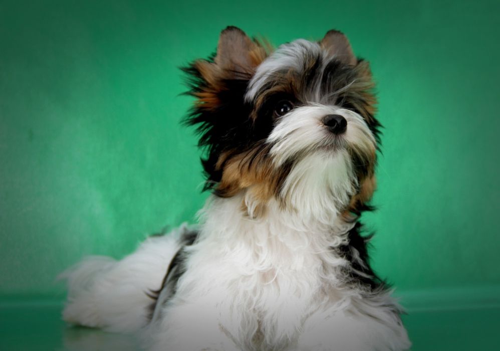 Цуценя бівер йорка. Хлопчик.