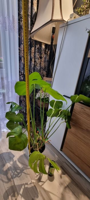 Kwiat doniczkowy Monstera 100cm