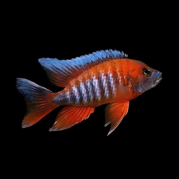 GB MALAWI Pyszczak Aulonocara Jacobfreibergi Eureka - dowóz ryb!