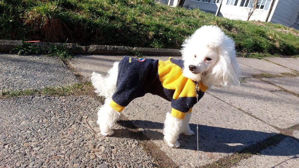 Кобель для вязки