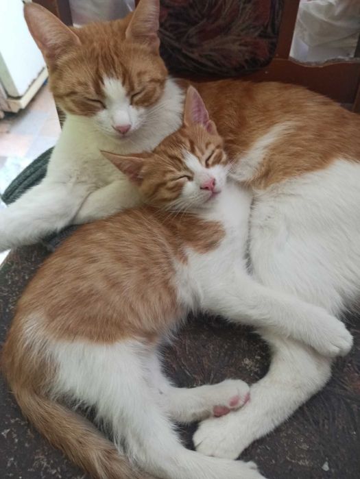 Котята, маленькие солнышки