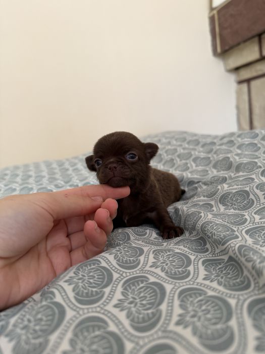 chihuahua krótkowłosa chłopiec xxs do rezerwacji