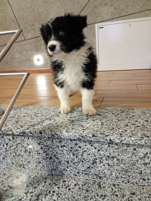 Sprzedam Border Collie