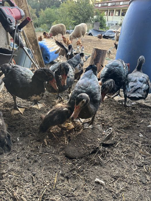 Vendo patos pretos