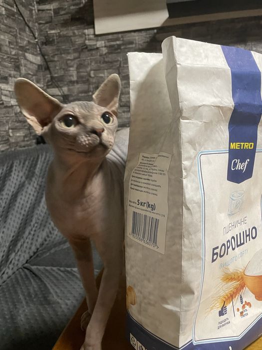 Продам кота срочно! 2500