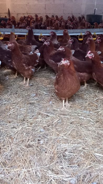 Nioski Bovans 23 tygodnie! Wysyłka od 10 sztuk.