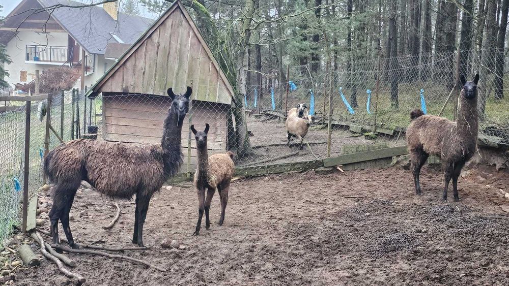 Sprzedam dwie młode lamy – samice