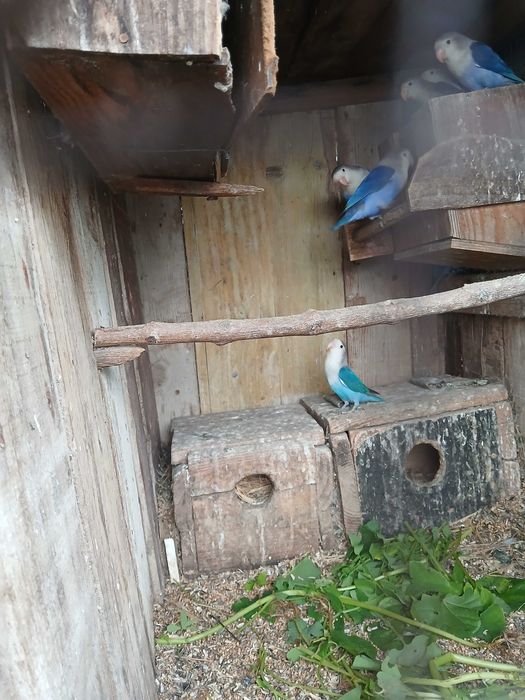 Lote de fishers azuis de 2025