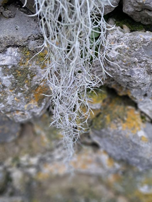 Tillandsia “Barbara de Velho”,  planta aérea