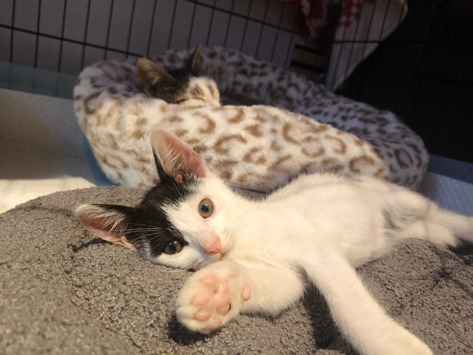 Oreo - miziak i cudowne kocie dziecko szuka domy na stałe