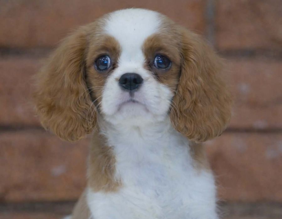 Кавалер Кінг Чарльз Спаніель КСУ