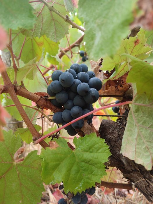 Uvas tintas de qualidade