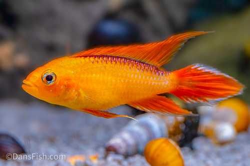 Apistogramma agassizi fire red Pielęgniczka Agassiza fire red